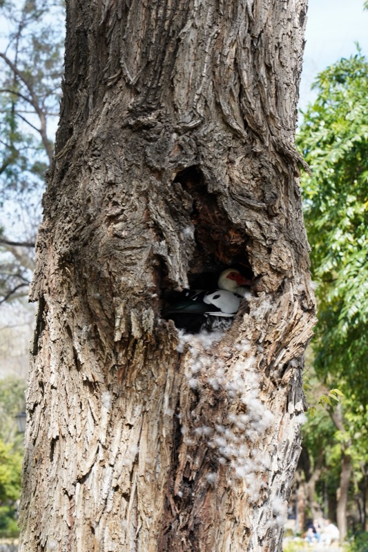 Maria Luisa Park, Seville